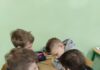 Dzień Bezpiecznego Internetu cd. w SP Nr 12