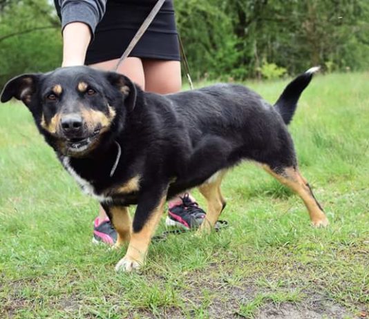 Inek i Yoko czekają na dom…