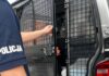 Włamał się do kościołów. Zatrzymali go tomaszowscy kryminalni