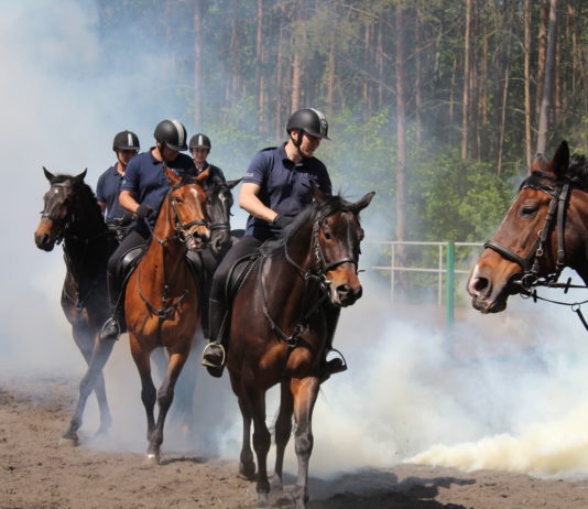Trwa atestacja policyjnych koni.