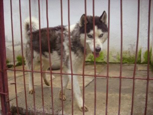 Schronisko w potrzebie