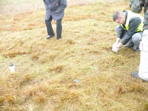 Czy to na pewno dzieło psów