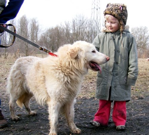 BIAŁY – pies w typie podhalana