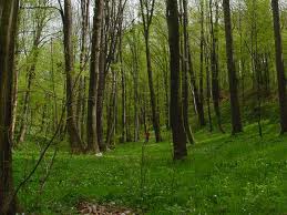 Znaleziona przez grzybiarza w lesie