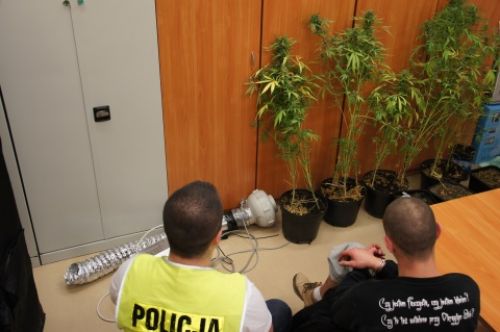 Narkotyki nie trafią na tomaszowskie ulice