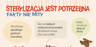 Bezpłatna sterylizacja suk i kotek – nabór wniosków