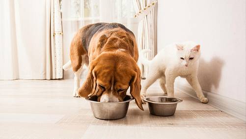 Jak wybrać najlepszą mokrą karmę dla psa i kota? Sprawdź o czym pamiętać!