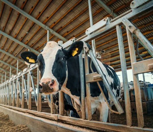 Wczesne wykrywanie chorób i rui u krów – jak przekłada się na zysk?